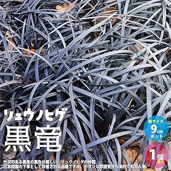 Amazon.co.jp: ITANSE リュウノヒゲ 黒竜 9cmポット 1個売り